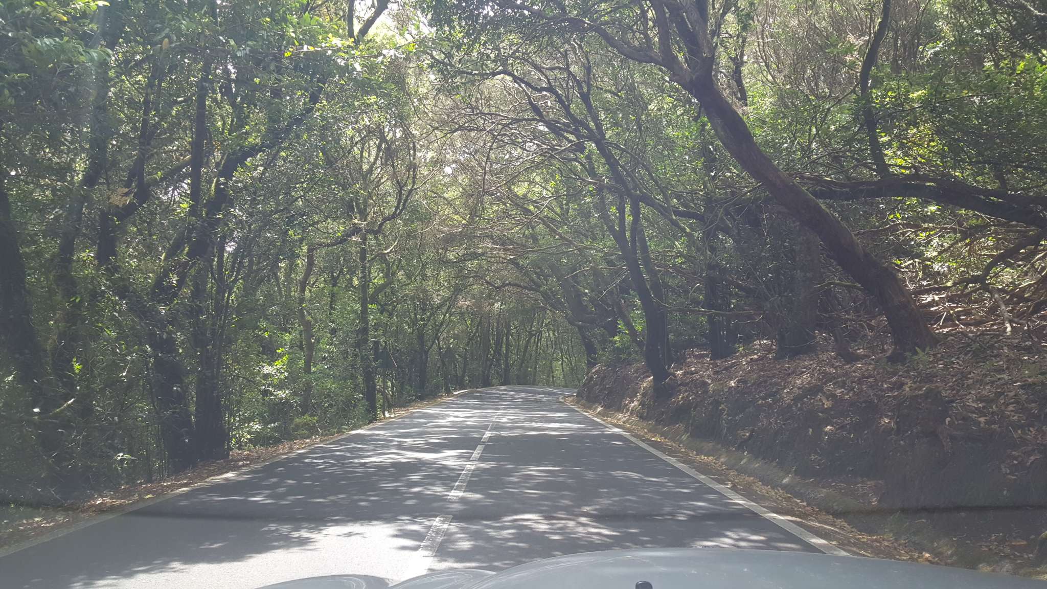 Carretera de Anaga rodeada de un denso bosque verde
