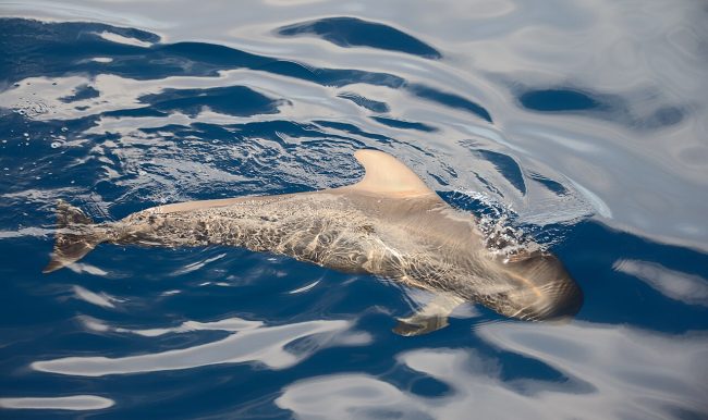 Calderón tropical junto a la superficie del mar frente a Tenerife / Short-finned pilot whale near the surface off Tenerife