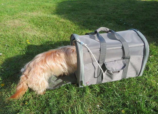 Perro entrando en un transportín / Dog entering a pet carrier